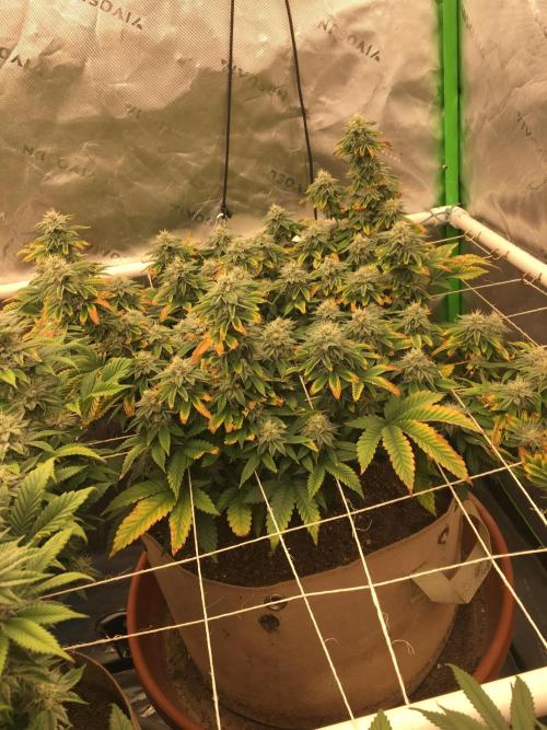 Let's Get Bombed. Week 16