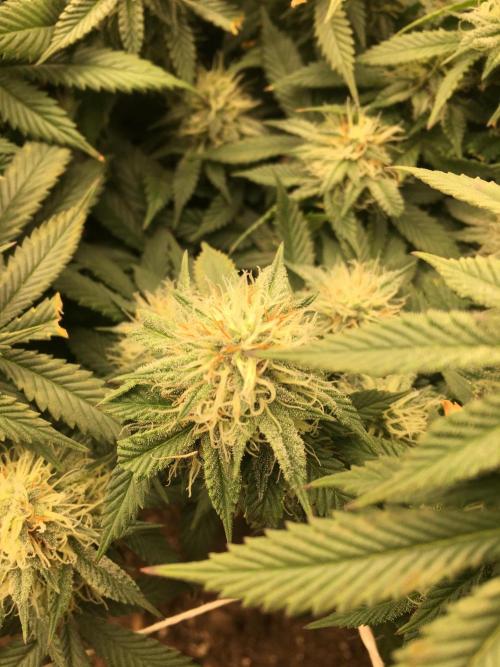 Let's Get Bombed. Week 16