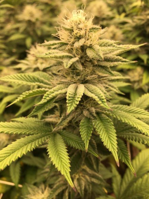 Let's Get Bombed. Week 16