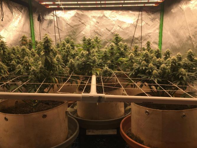 Let's Get Bombed. Week 16