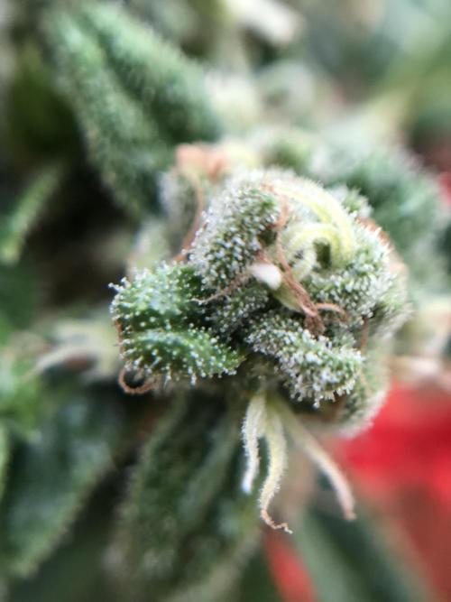 ItalianDesertBalcony