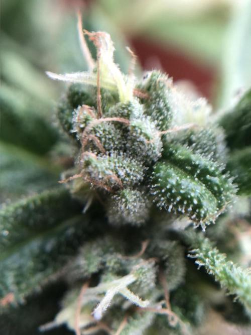 ItalianDesertBalcony