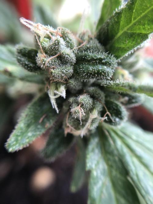ItalianDesertBalcony