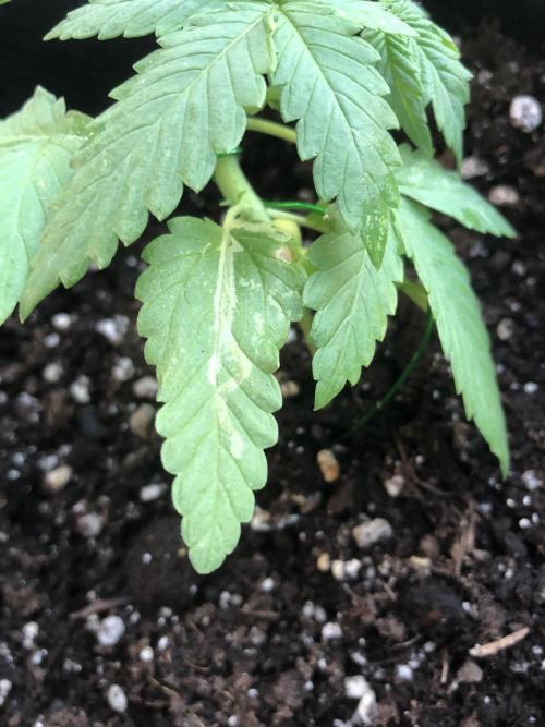 ItalianDesertBalcony