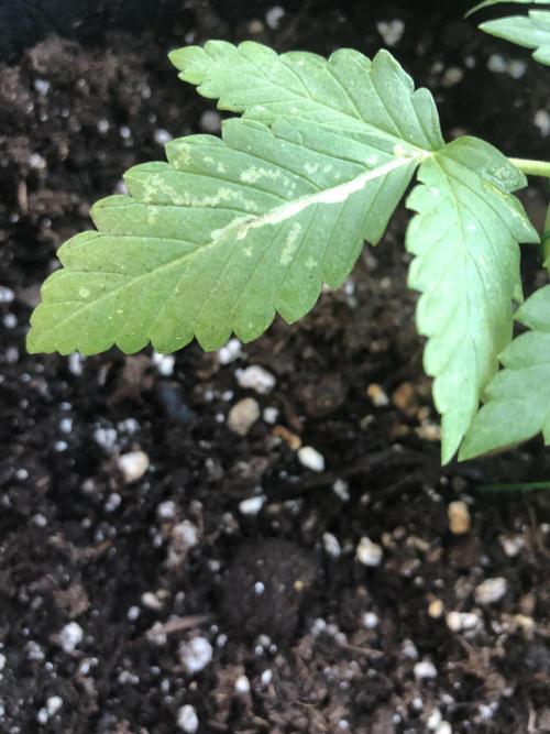 ItalianDesertBalcony