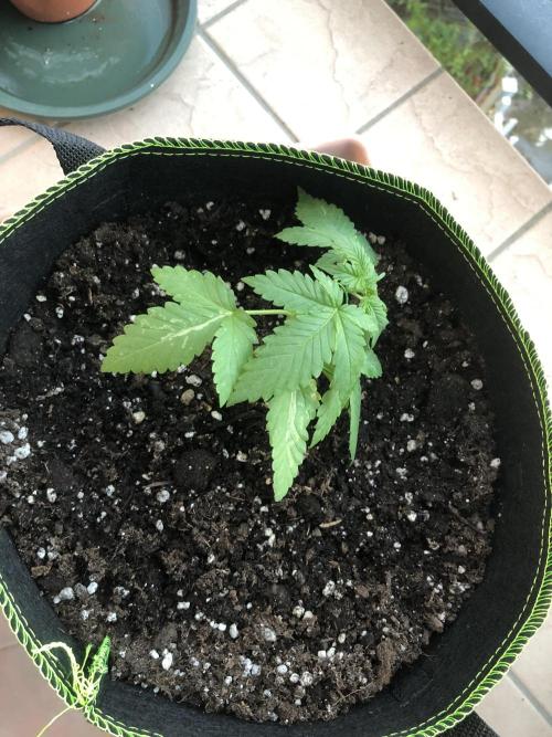ItalianDesertBalcony