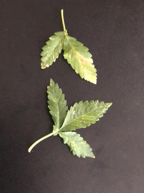 ItalianDesertBalcony