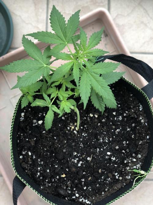 ItalianDesertBalcony