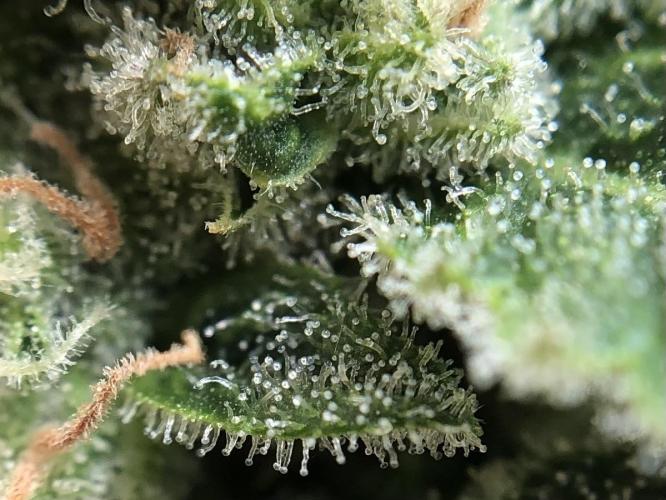 ItalianDesertBalcony