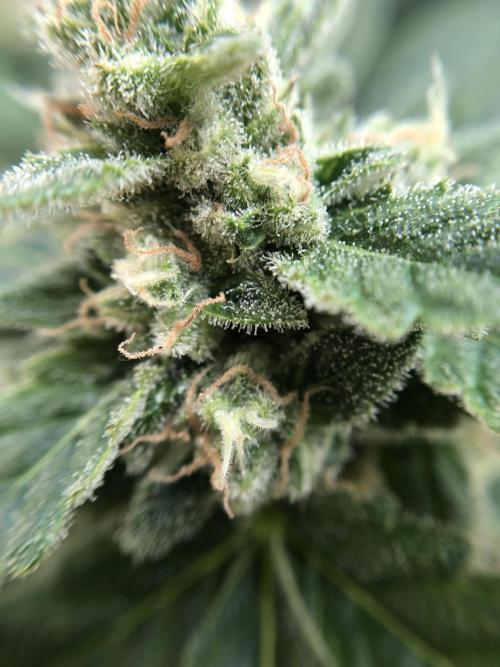 ItalianDesertBalcony