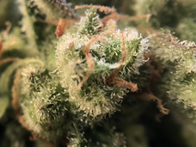 ItalianDesertBalcony