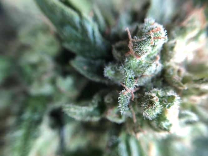 The Desperate Late Season Planter. Week 12 - 5/11 no clue what’s going on