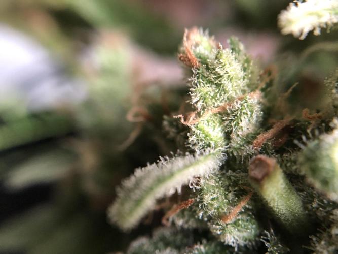 The Desperate Late Season Planter. Week 12 - 5/11 no clue what’s going on