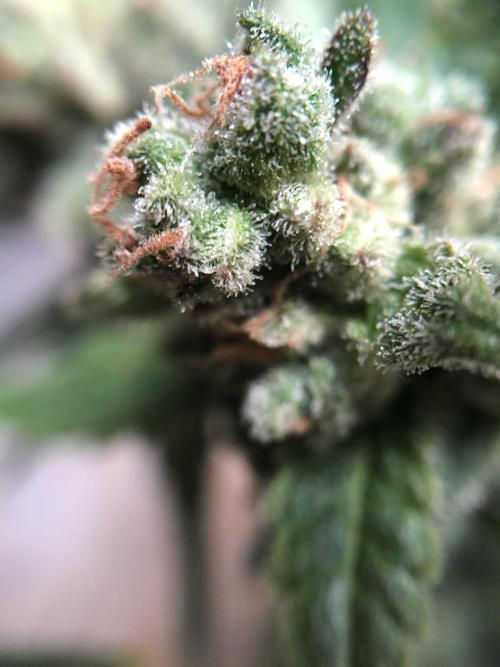 The Desperate Late Season Planter. Week 12 - 5/11 no clue what’s going on