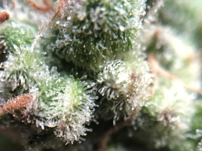 The Desperate Late Season Planter. Week 12 - 5/11 no clue what’s going on, is this mostly cloudy with a few amber?