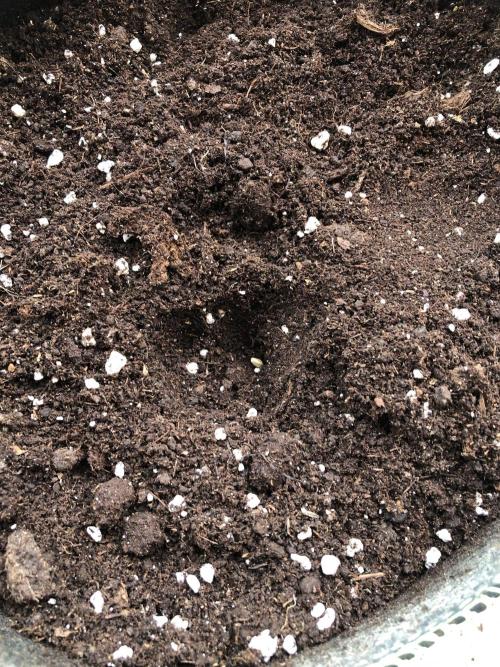 Freebie Seed. Week 0