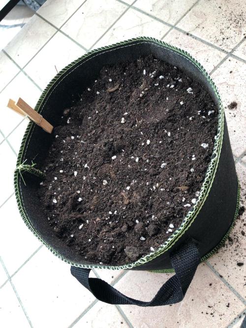 Freebie Seed. Week 0