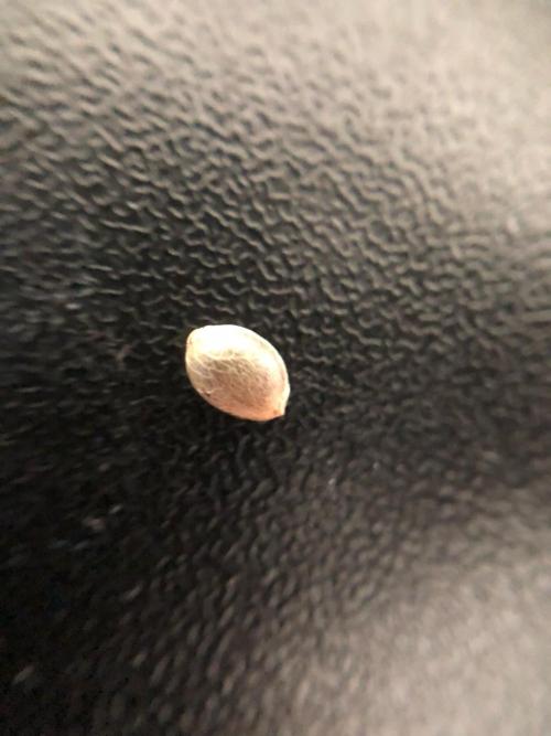 Final Primitiae Genetics Seed. Week 0