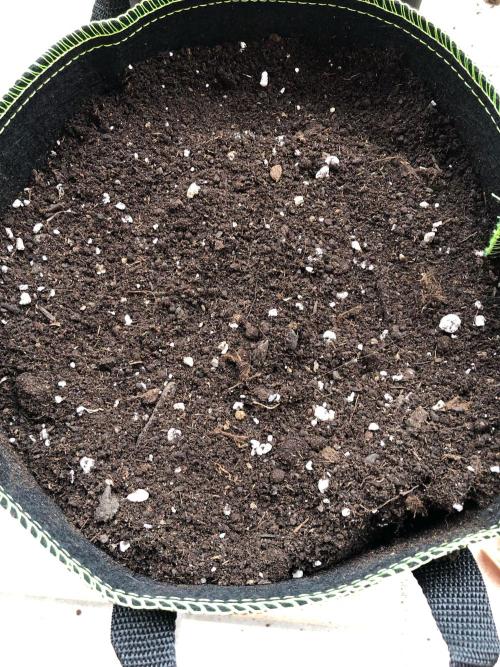 Final Primitiae Genetics Seed. Week 0