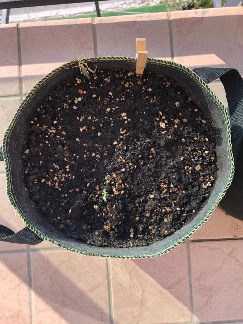 Freebie Seed. Week 0 - Day 6