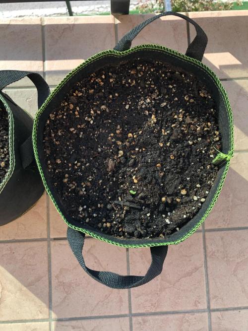 Final Primitiae Genetics Seed. Week 0 - Day 6