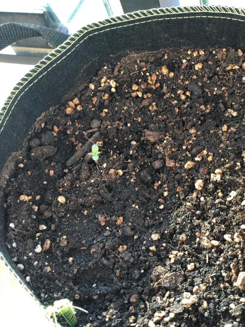 Final Primitiae Genetics Seed. Week 1