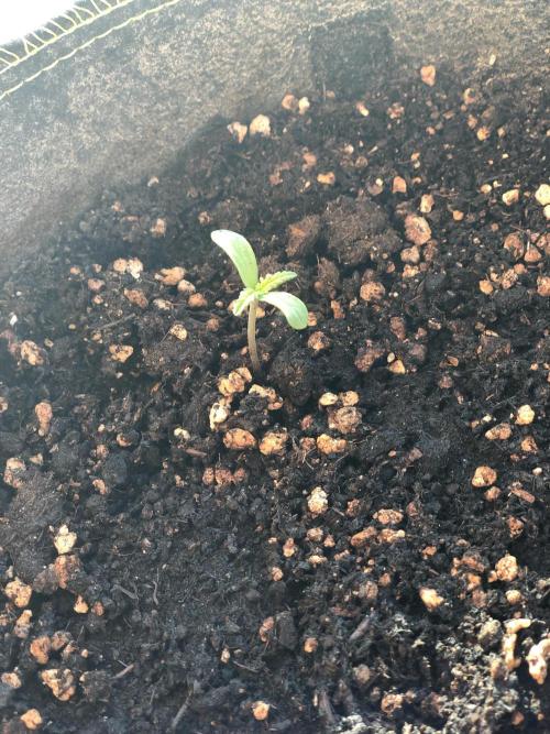 Freebie Seed. Week 1