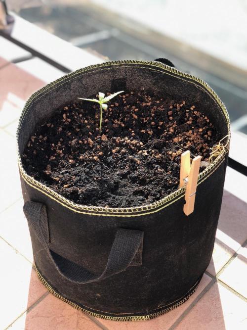 Freebie Seed. Week 1 - Day 11