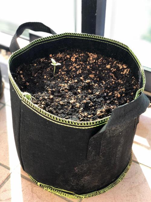 Final Primitiae Genetics Seed. Week 1 - Day 11