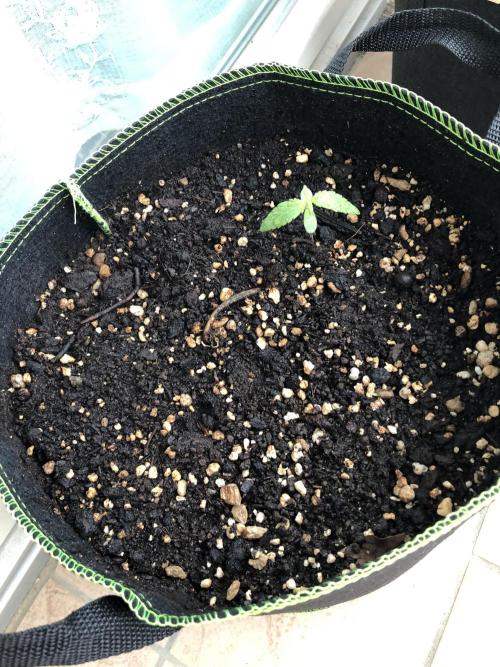 Final Primitiae Genetics Seed. Week 2 - Day 14