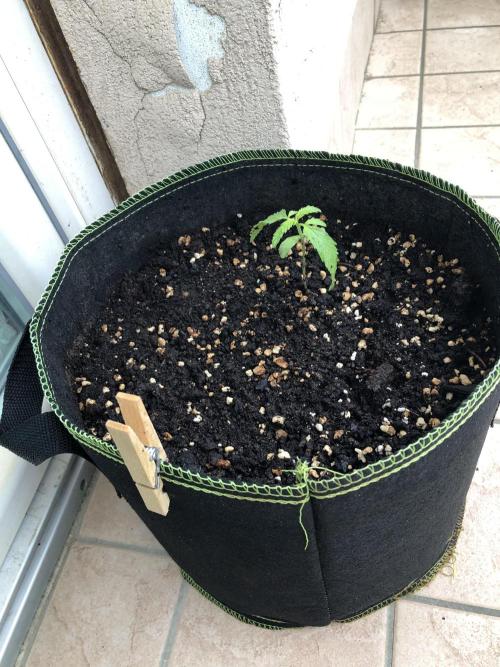 Freebie Seed. Week 2 - Day 14, 6.5 cmish
