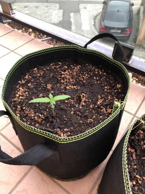 Final Primitiae Genetics Seed. Week 2 - May 8, day 18