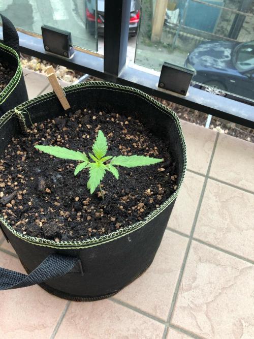 Freebie Seed. Week 2 - May 8, day 18