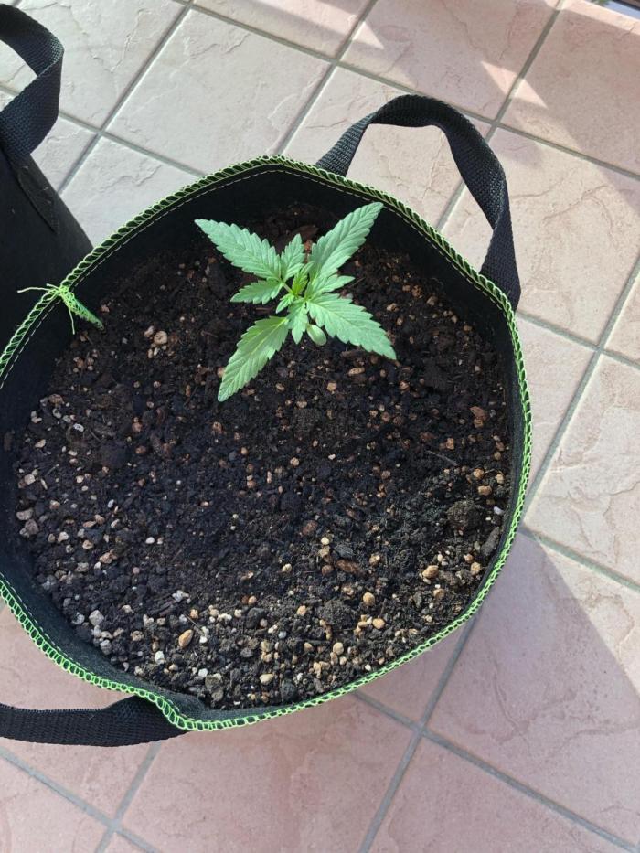 Final Primitiae Genetics Seed. Week 3 - Day 24, 8 cm