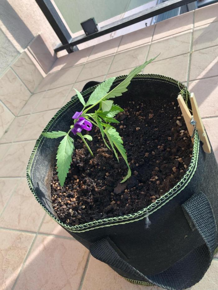 Freebie Seed. Week 3 - Day 24, 13 cm, LST started