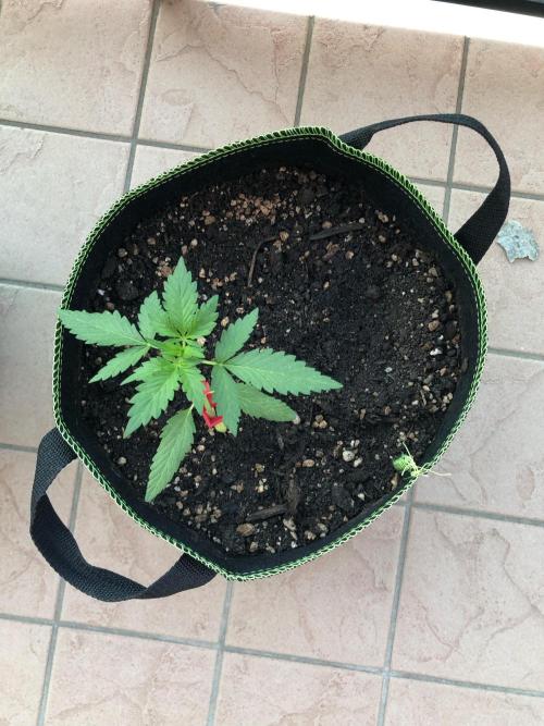 Cream Mandarine XL Auto®. Week 4