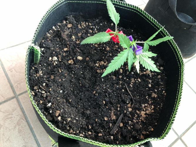 Freebie Seed. Week 4 - Day 30