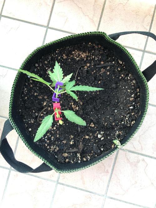 Freebie Seed. Week 4 - Day 30