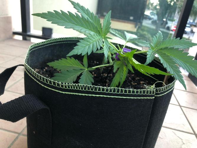 Freebie Seed. Week 4 - Day 30