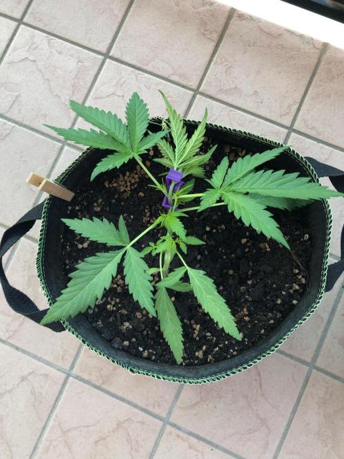 Freebie Seed. Week 4 - Day 30