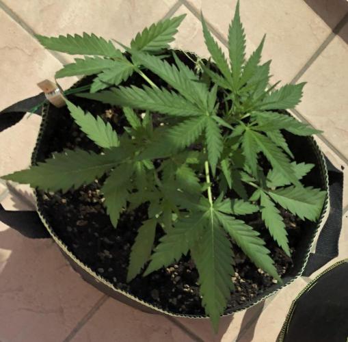 Cream Mandarine XL Auto®. Week 4