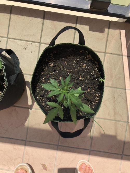 Final Primitiae Genetics Seed. Week 4 - Day 34