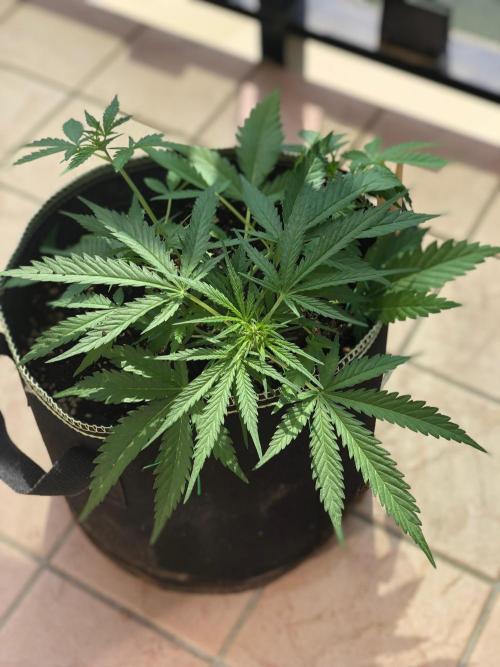 Freebie Seed. Week 5 - Day 38, pre flowering