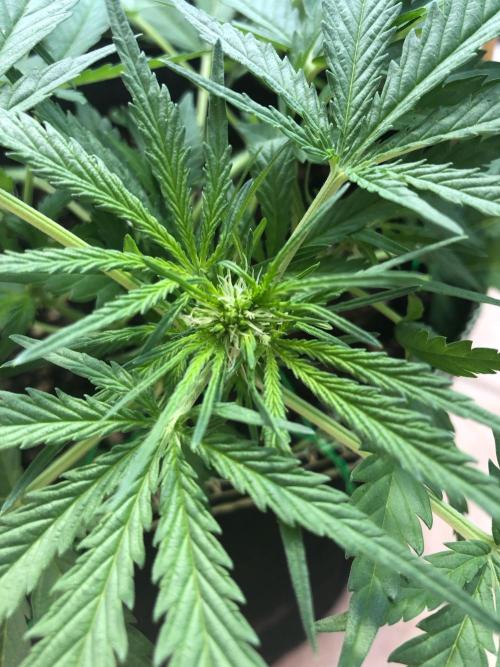 Cream Mandarine XL Auto®. Week 5