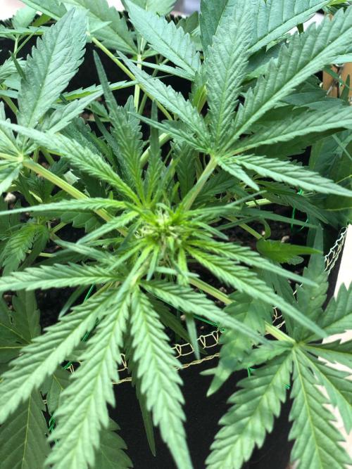 Cream Mandarine XL Auto®. Week 5