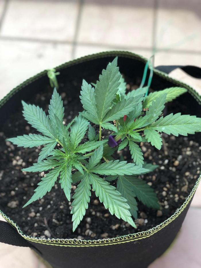 Final Primitiae Genetics Seed. Week 5 - Day 38