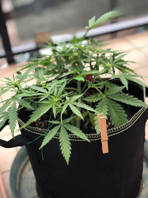 Freebie Seed. Week 6 - Day 43