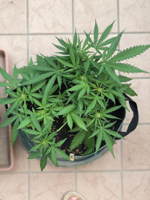 Freebie Seed. Week 6 - Day 43