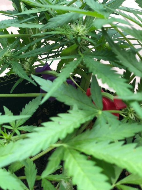 Cream Mandarine XL Auto®. Week 6