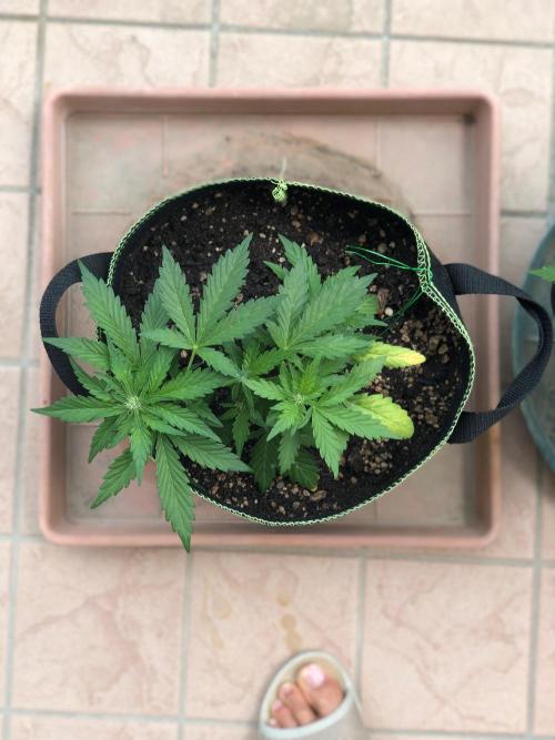 Final Primitiae Genetics Seed. Week 6 - Day 43